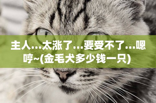 主人…太漲了…要受不了…嗯哼~(金毛犬多少錢一只) 