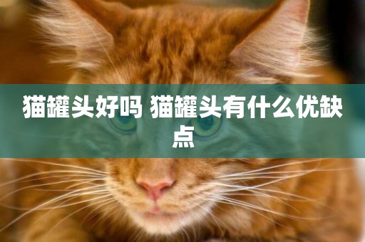 貓罐頭好嗎 貓罐頭有什么優缺點