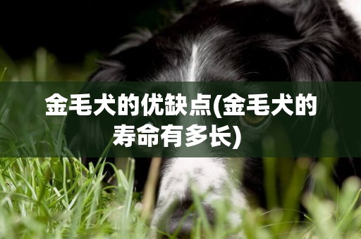 金毛犬的優缺點(金毛犬的壽命有多長) 