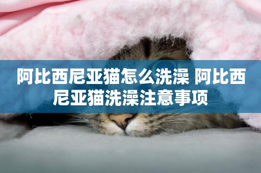 阿比西尼亞貓怎么洗澡 阿比西尼亞貓洗澡注意事項