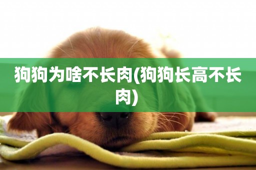 狗狗為啥不長肉(狗狗長高不長肉) 