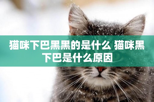 貓咪下巴黑黑的是什么 貓咪黑下巴是什么原因