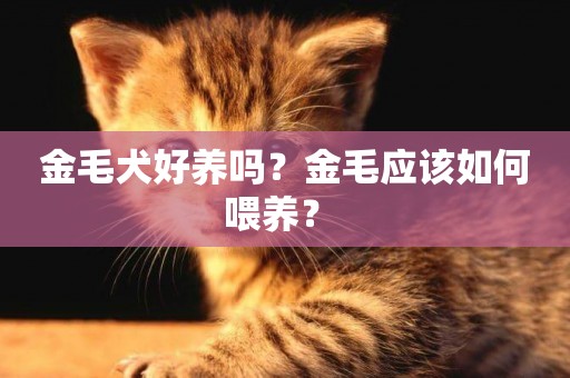 金毛犬好養嗎？金毛應該如何喂養？ 