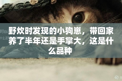 野炊時發現的小狗崽，帶回家養了半年還是手掌大，這是什么品種 