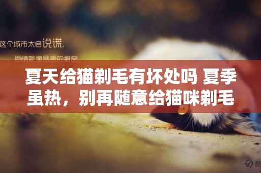 夏天給貓剃毛有壞處嗎 夏季雖熱，別再隨意給貓咪剃毛