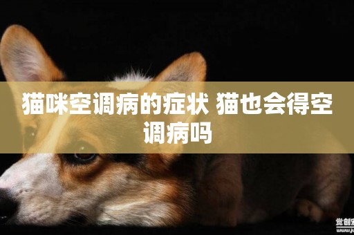 貓咪空調病的癥狀 貓也會得空調病嗎