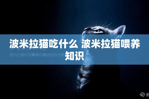 波米拉貓吃什么 波米拉貓喂養知識