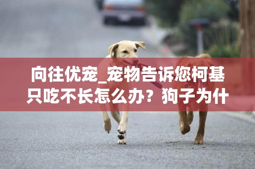 向往優寵_寵物告訴您柯基只吃不長怎么辦？狗子為什么不長肉？ 