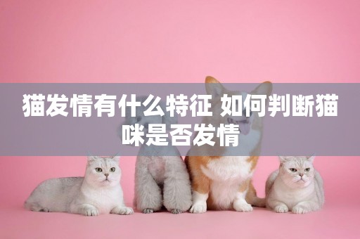 貓發情有什么特征 如何判斷貓咪是否發情
