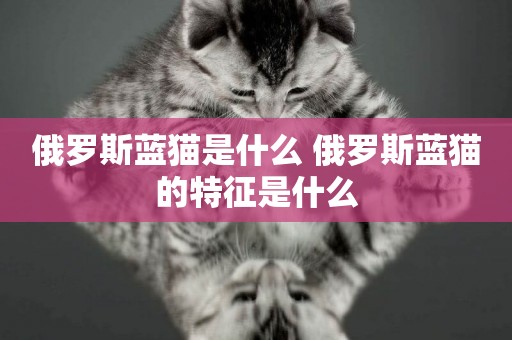 俄羅斯藍貓是什么 俄羅斯藍貓的特征是什么