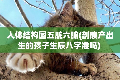 人體結構圖五臟六腑(剖腹產出生的孩子生辰八字準嗎) 