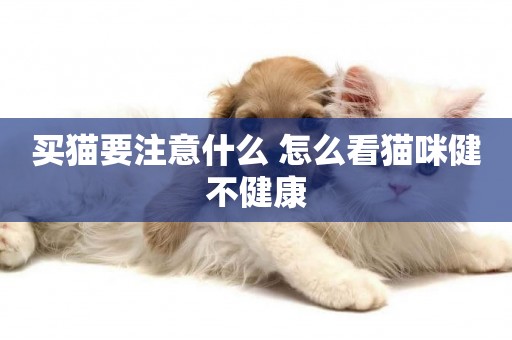 買貓要注意什么 怎么看貓咪健不健康