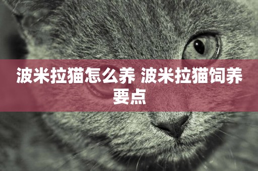 波米拉貓怎么養 波米拉貓飼養要點