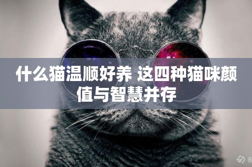 什么貓溫順好養 這四種貓咪顏值與智慧并存