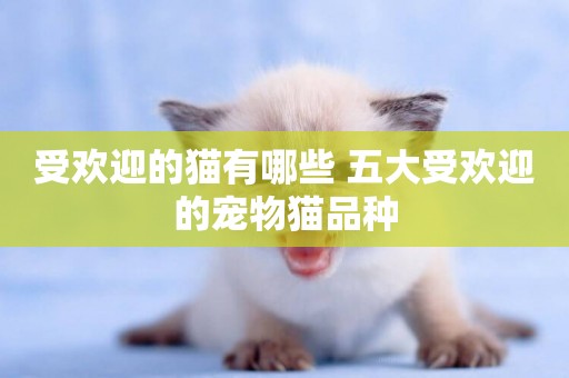 受歡迎的貓有哪些 五大受歡迎的寵物貓品種