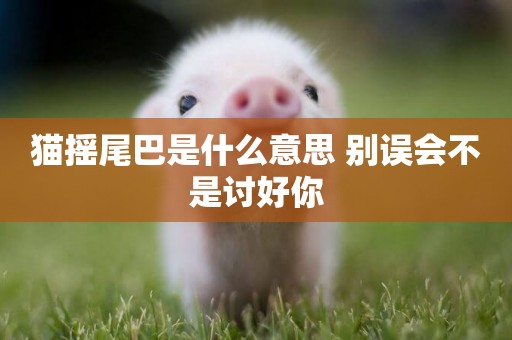 貓搖尾巴是什么意思 別誤會不是討好你