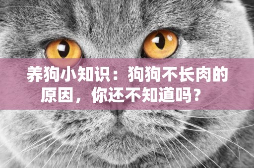 養狗小知識：狗狗不長肉的原因，你還不知道嗎？ 