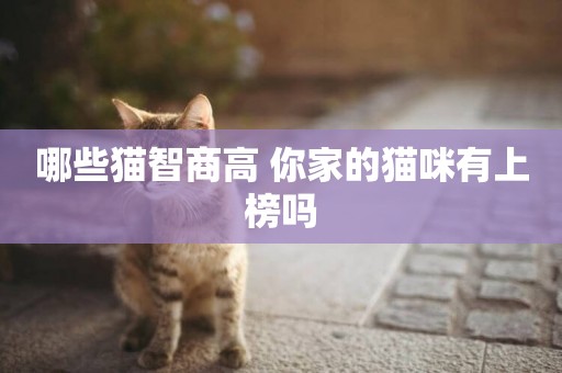 哪些貓智商高 你家的貓咪有上榜嗎