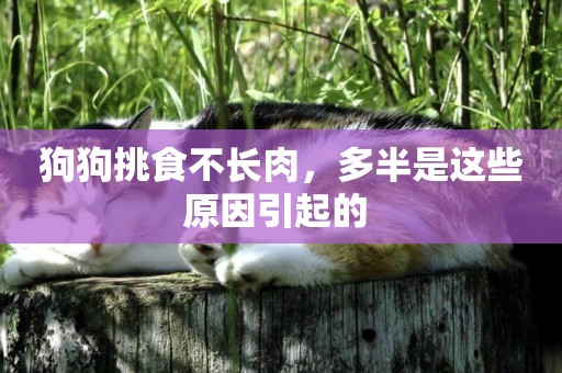 狗狗挑食不長肉，多半是這些原因引起的 