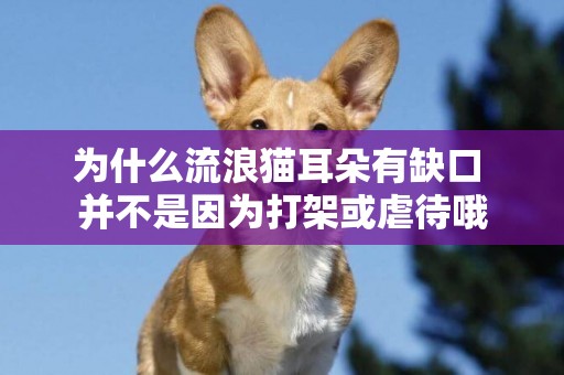 為什么流浪貓耳朵有缺口 并不是因為打架或虐待哦