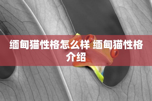 緬甸貓性格怎么樣 緬甸貓性格介紹