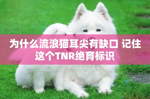 為什么流浪貓耳尖有缺口 記住這個TNR絕育標識