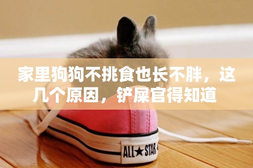 家里狗狗不挑食也長不胖，這幾個原因，鏟屎官得知道 