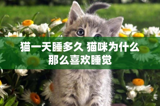 貓一天睡多久 貓咪為什么那么喜歡睡覺