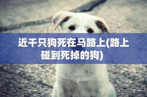 近千只狗死在馬路上(路上碰到死掉的狗) 