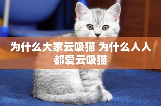 為什么大家云吸貓 為什么人人都愛云吸貓