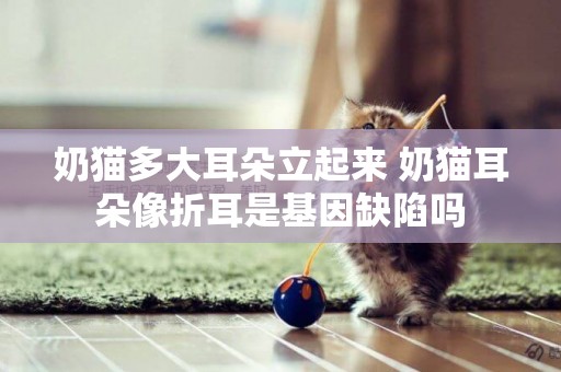 奶貓多大耳朵立起來 奶貓耳朵像折耳是基因缺陷嗎