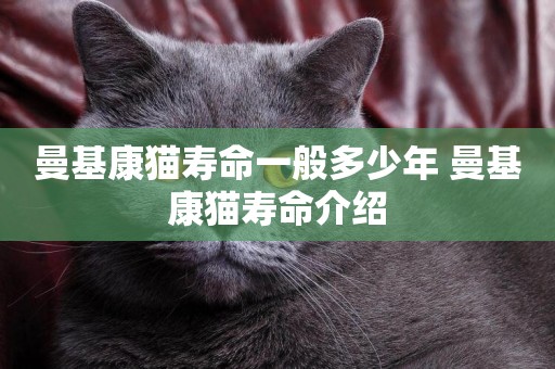 曼基康貓壽命一般多少年 曼基康貓壽命介紹