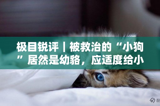 極目銳評｜被救治的“小狗”居然是幼貉，應適度給小區里的野生動物騰點生存空間 