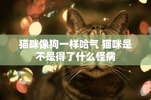 貓咪像狗一樣哈氣 貓咪是不是得了什么怪病