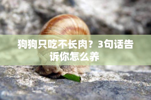狗狗只吃不長肉？3句話告訴你怎么養 