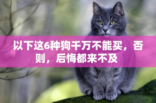 以下這6種狗千萬不能買，否則，后悔都來不及 