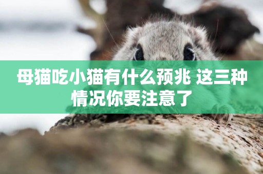 母貓吃小貓有什么預兆 這三種情況你要注意了