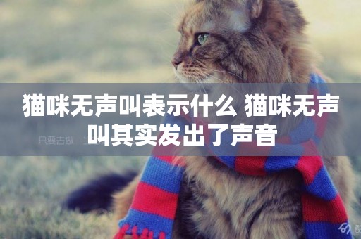 貓咪無聲叫表示什么 貓咪無聲叫其實發出了聲音