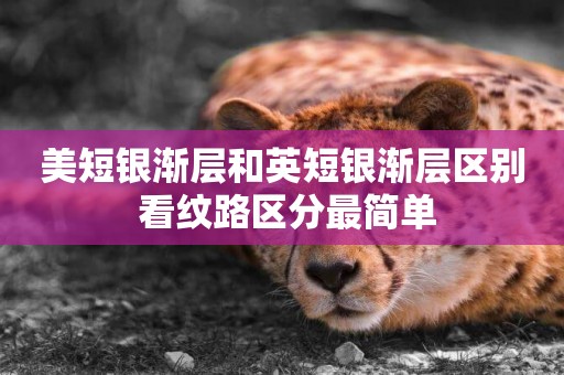美短銀漸層和英短銀漸層區別 看紋路區分最簡單