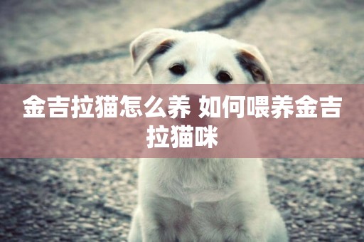 金吉拉貓怎么養 如何喂養金吉拉貓咪