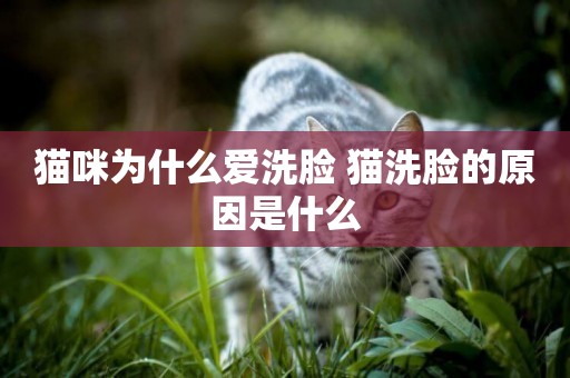 貓咪為什么愛洗臉 貓洗臉的原因是什么 貓咪為什么愛洗臉 貓洗臉的原因是什么