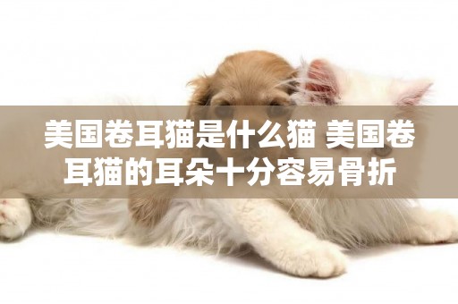 美國卷耳貓是什么貓 美國卷耳貓的耳朵十分容易骨折 美國卷耳貓是什么貓 美國卷耳貓的耳朵十分容易骨折