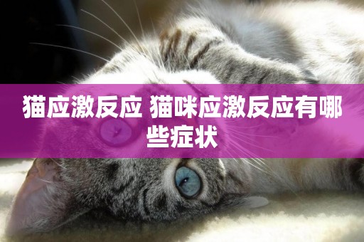 貓應激反應 貓咪應激反應有哪些癥狀