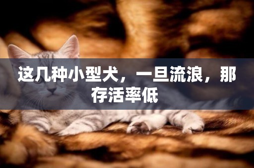 這幾種小型犬，一旦流浪，那存活率低 