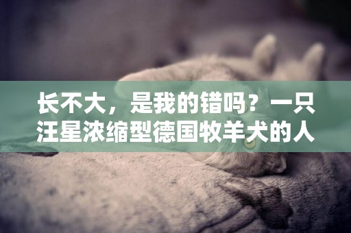 長不大，是我的錯嗎？一只汪星濃縮型德國牧羊犬的人間之旅 