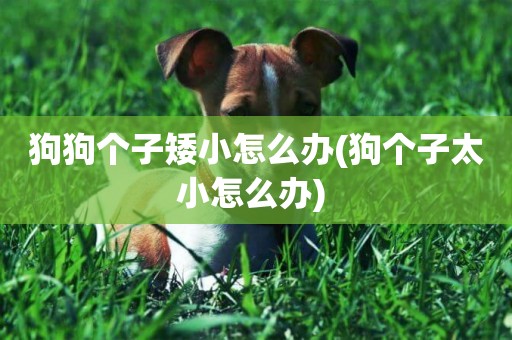 狗狗個子矮小怎么辦(狗個子太小怎么辦) 