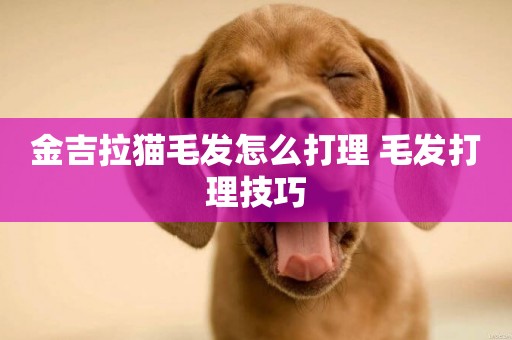 金吉拉貓毛發怎么打理 毛發打理技巧