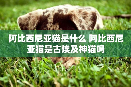 阿比西尼亞貓是什么 阿比西尼亞貓是古埃及神貓嗎 阿比西尼亞貓是什么 阿比西尼亞貓是古埃及神貓嗎