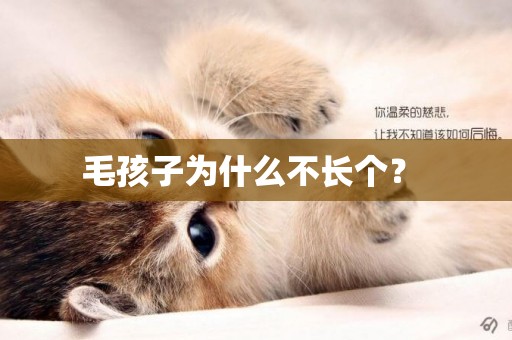 毛孩子為什么不長個？ 
