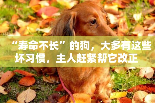 “壽命不長”的狗，大多有這些壞習慣，主人趕緊幫它改正 